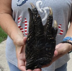 9" Preserved Alligator Foot, available for purchase - <font color=red>Special Price </font>$15