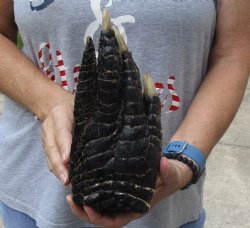 9" Preserved Alligator Foot, available for purchase - <font color=red>Special Price </font>$15