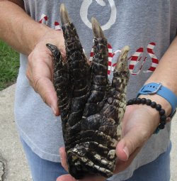 8" Preserved Alligator Foot - <font color=red>Special Price </font>$15