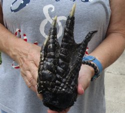 Authentic 8" Preserved Alligator Foot - <font color=red>Special Price </font>$15