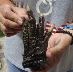 Buy Now this 7" Preserved Alligator Foot - <font color=red>Special Price </font>$10