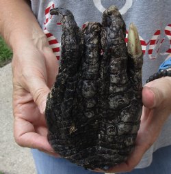 Genuine 8" Preserved Alligator Foot - <font color=red>Special Price </font>$10