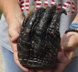 Buy Now this 7" Preserved Alligator Foot - <font color=red>Special Price </font>$15