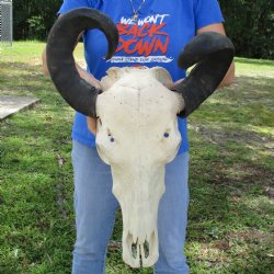 20" Indian Water Buffalo Skull with 21" & 22" Horns - $65