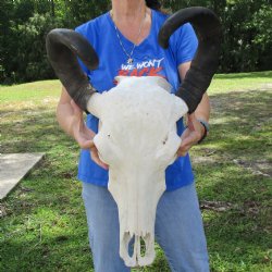 20" Indian Water Buffalo Skull with 22" Horns - $65