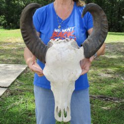 19" Indian Water Buffalo Skull with 20" & 21" Horns - $65