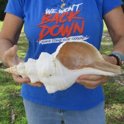 13" Horse Conch, Florida's State Seashell - $39