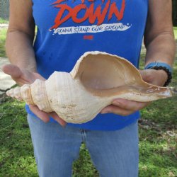 B-Grade 12" Horse Conch, Florida's State Seashell - $27