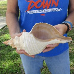 B-Grade 12" Horse Conch, Florida's State Seashell - $27