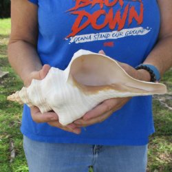 11" Horse Conch, Florida's State Seashell - $27