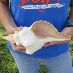 11" Horse Conch, Florida's State Seashell - $27