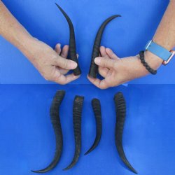 6-1/2" - 10" Female Springbok Horns, 10 pc - $30