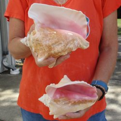 6" & 7" Pink Conchs, 2 pc - $24