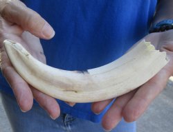 8 inch Warthog Tusk, Warthog Ivory from African Warthog for sale - $24