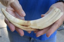 Buy this 9 inch Warthog Tusk, Warthog Ivory from African Warthog for $33