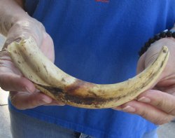 Buy this 9 inch Warthog Tusk, Warthog Ivory from African Warthog for $33