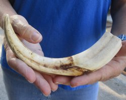 9 inch Warthog Tusk, Warthog Ivory from African Warthog, available for sale $33