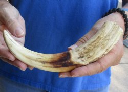 9 inch Warthog Tusk, Warthog Ivory from African Warthog, available for sale $33