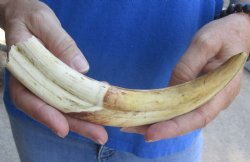 9 inch Warthog Tusk, Warthog Ivory from African Warthog for horn craft $33