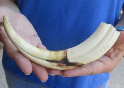 9 inch Warthog Tusk, Warthog Ivory from African Warthog for horn craft $33