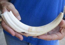 10 inch Warthog Tusk, Warthog Ivory from African Warthog - $49