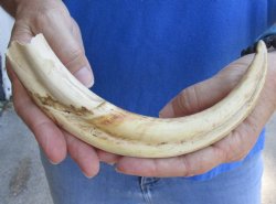  Real 10 inch Warthog Tusk, Warthog Ivory from African Warthog - $49