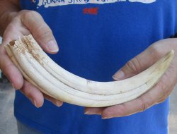 B-Grade 9" Ivory Tusk from African Warthog for horn craft  - $18