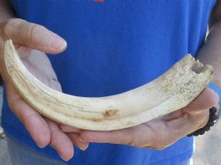 B-Grade 9" Ivory Tusk from African Warthog for horn craft  - $18