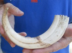 B-Grade 9" Ivory Tusk from African Warthog, buy now for  - $18