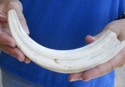 B-Grade 9" Ivory Tusk from African Warthog, buy now for  - $18