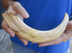 B-Grade 9" Ivory Tusk from African Warthog for sale - $18