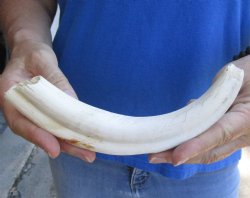 B-Grade 9" Ivory Tusk from African Warthog for sale - $18