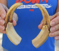 Authentic Matching pair of 6 inch Warthog Tusks - $23/pair