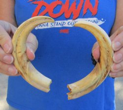 Matching pair of 7 inch Real Warthog Tusks - For Sale for $29/pair