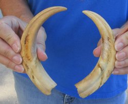 Matching pair of 7 inch Warthog Tusks - For Sale for $29/pair