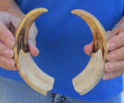 Buy Now - Matching pair of 7 inch Authentic Warthog Tusks For Sale for $29/pair