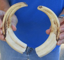 Matching pair of 8 inch Real Warthog Tusks - For Sale for $47/pair