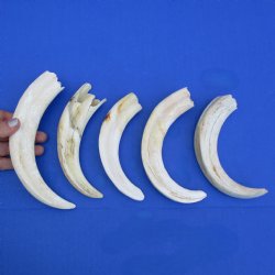 B-Grade 7" to 8-3/4" Ivory Tusks from African Warthogs, 5 pc - $45