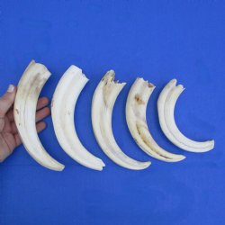 B-Grade 7" to 8-3/4" Ivory Tusks from African Warthogs, 5 pc - $45