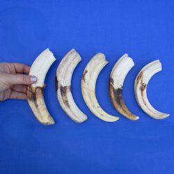 7" Ivory Tusks from African Warthogs, 5 pc - $60