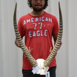 Waterbuck Skull Plate with 25" Horns - $100