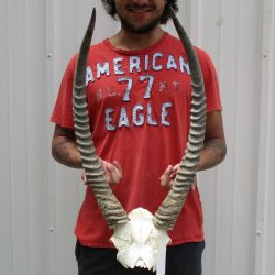 Waterbuck Skull Plate with 24" Horns - $100