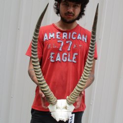 Waterbuck Skull Plate with 25" Horns - $100