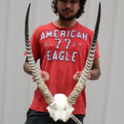 Waterbuck Skull Plate with 25" Horns - $100