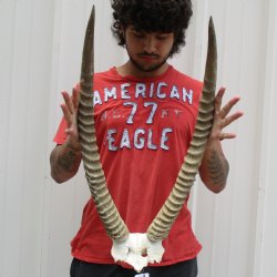 Waterbuck Skull Plate with 25" Horns - $100