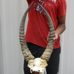 B-Grade Waterbuck Skull Plate with 22" Horns - $60