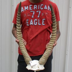 B-Grade Waterbuck Skull Plate with 24" & 25" Horns - $60