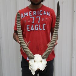 B-Grade Waterbuck Skull Plate with 19" & 23" Horns - $60