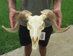 Authentic African Merino Ram/Sheep Skull with 19 inch Horns for sale - $155