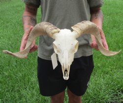 Buy this Authentic African Merino Ram/Sheep Skull with 19 inch Horns for $155